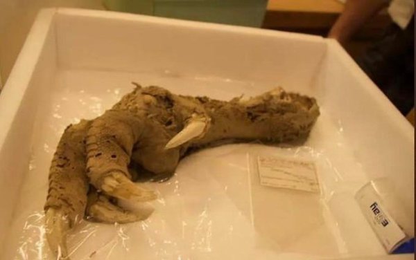 При раскопках пещеры в Новой Зеландии археологи обнаружили когти моа, птицы, вымершей 700-800 лет ...