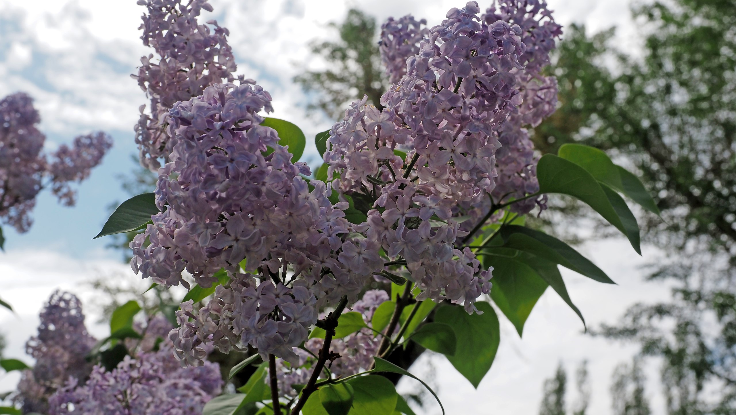 , ,  ,      .    ,  ,   ... - 5