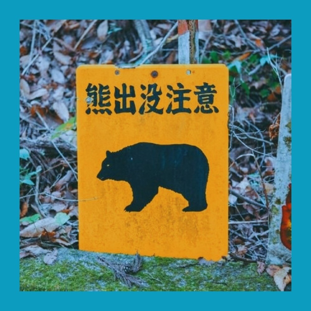 Медведи нападают на людей в Японии чаще, чем за последние 10 лет.В Японии зафиксировали рекордное ... - 2