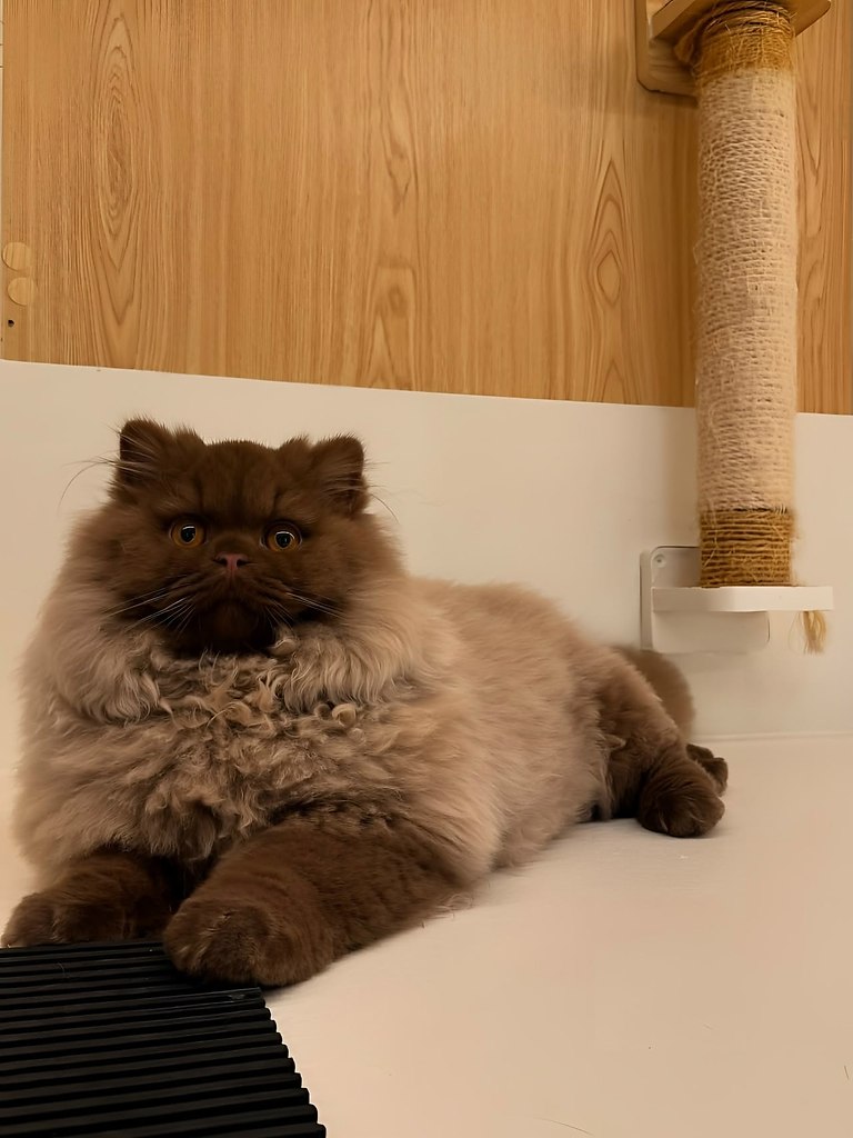 Это не котик, а медвежонок - 5