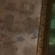 ����, 41 ���, ������������