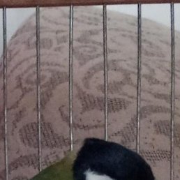 ���������, ������-��-����, 44 ����