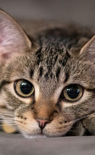 Тяжело без Кошки жить - просто невозможно, Нужно с Кошечкой дружить - это ведь несложно: Просит ...