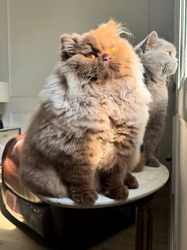 Это не котик, а медвежонок - 6