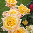 ���� ����, ������, 54 ���� - ��������� 23 ������� 2025