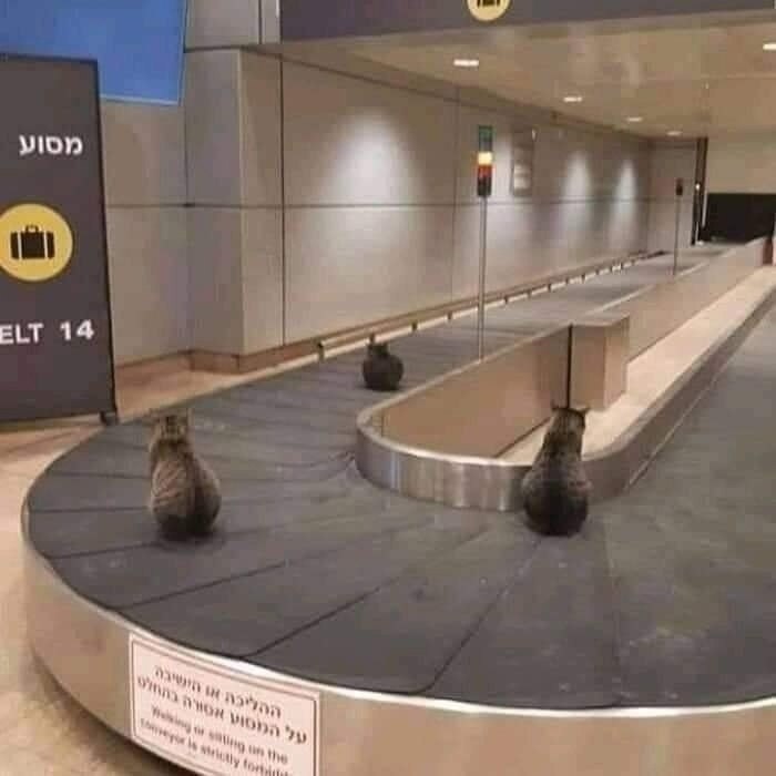    ,    .