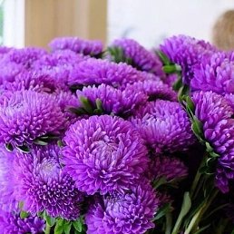 �����, ������, 63 ����