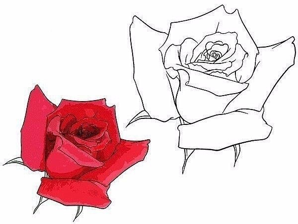9 способов нарисовать розу, которые под силу каждому!