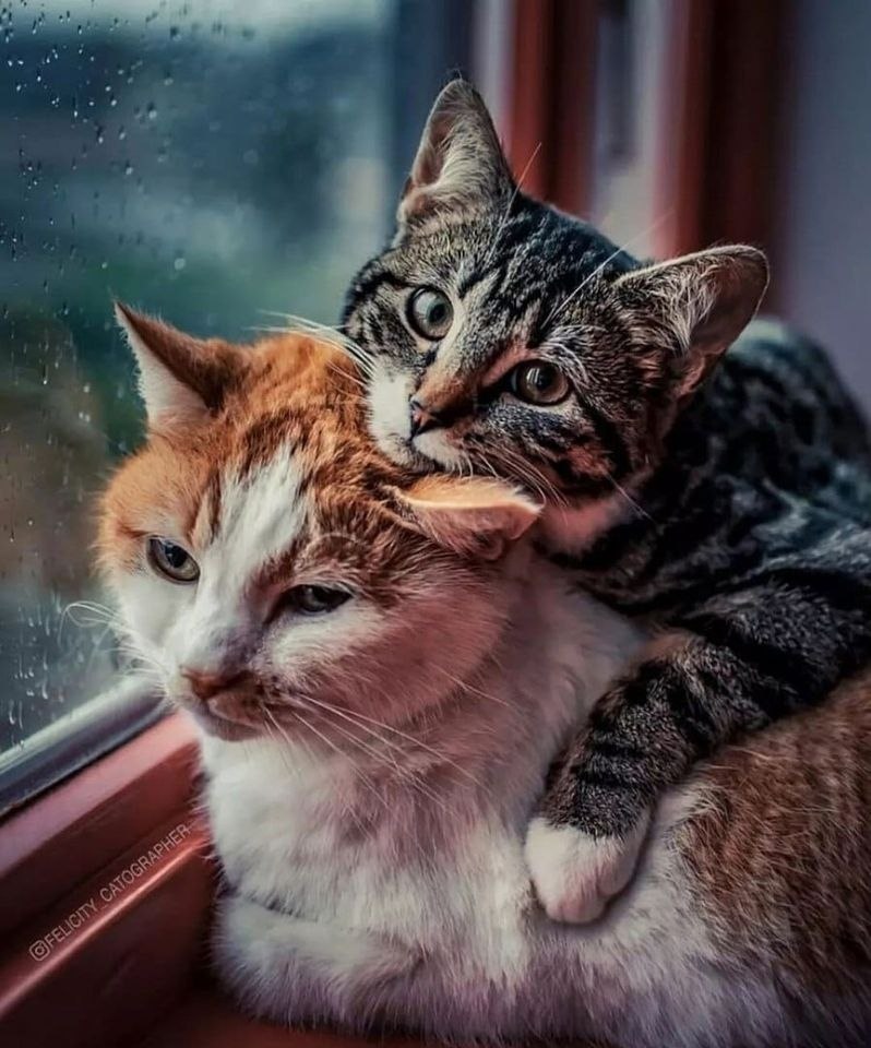 Коты ложатся туда, где больно, тихонько греют бока и души. Коты не люди – то жаль невольно… Коты ...