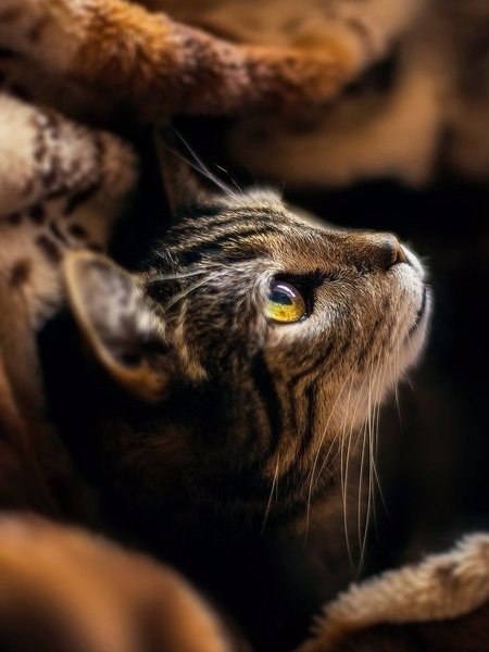 У сердца есть свой разум, который нашему разуму неизвестен. Блез Паскаль. Мысли - 6