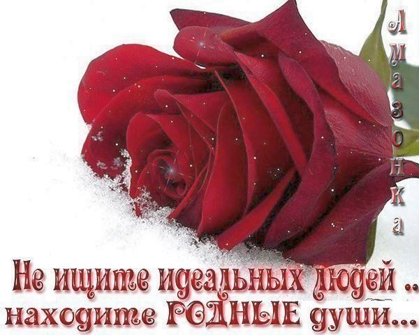 Lunapet - 24  2025  12:47