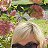  Irina, , 54  -  6  2025