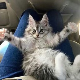 �, ���������
