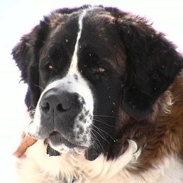 Georgi, �����, 76 ���