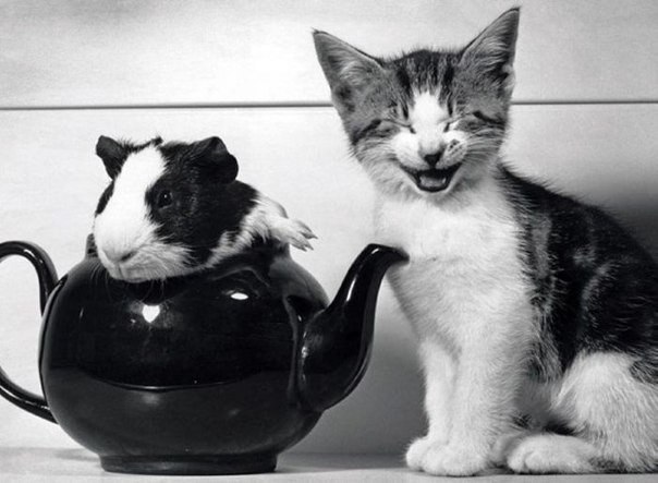 Если твоя судьба не вызывает у тебя смеха, значит, ты не понял шутки. Грегори Дэвид Робертс.Шантарам