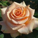 ���� �������, ����� - ��������� 2 ������� 2026 � ������ ���� ����������