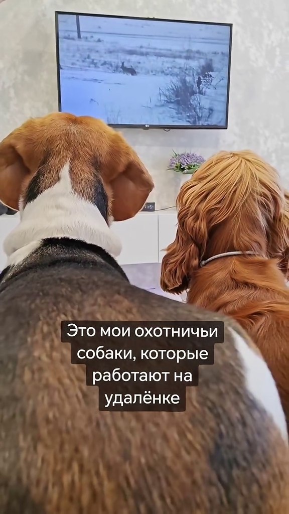������ ������������ ����.