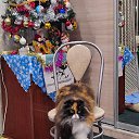  , -, 66  -  12  2025    