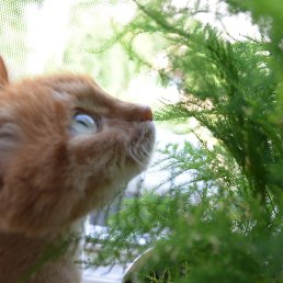 ���������, ���������, 42 ����