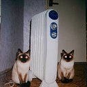 ���� ������, ���������, 61 ��� - ��������� 4 ������� 2025 � ������ ������ ��������