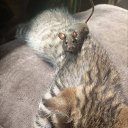 ���� �����, ���� - ��������� 11 ������ 2026 � ������ ���� ����������