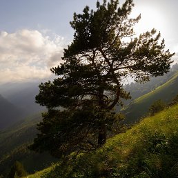 Bvarch, �����, 37 ���