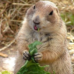 ����, ����������, 19 ���