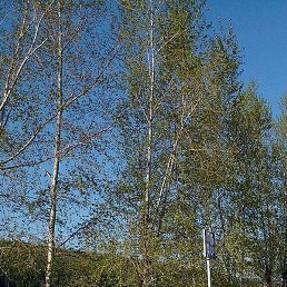 ������, �����������, 52 ����