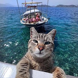 ���������, �����, 40 ���