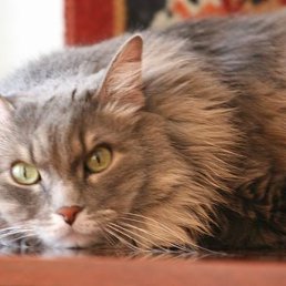 ������, ��������, 47 ���