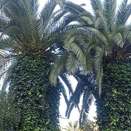 �����, 41 ���, ���������