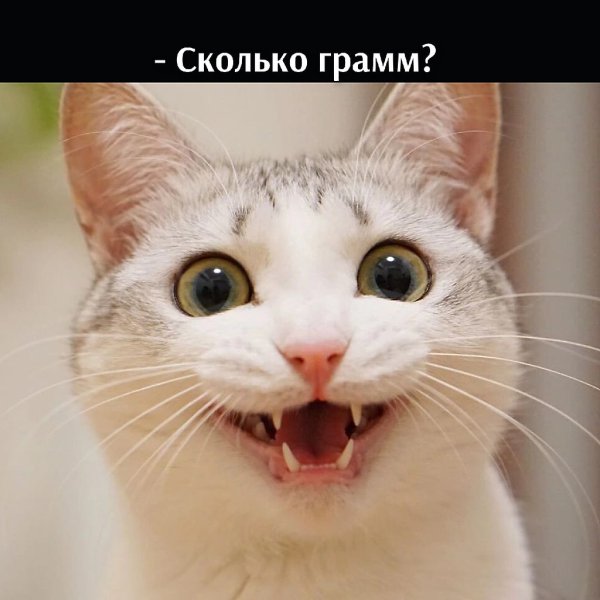 ��� ���� � ����� �� �� - 2 ������ 2026 � 16:33 - 2