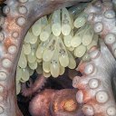 ���� ��������, �������, 55 ��� - ��������� 12 ������� 2026 � ������ ������ ��������