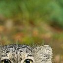  ,  , 50  -  26  2025    