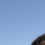 �����, 40 ���, �����