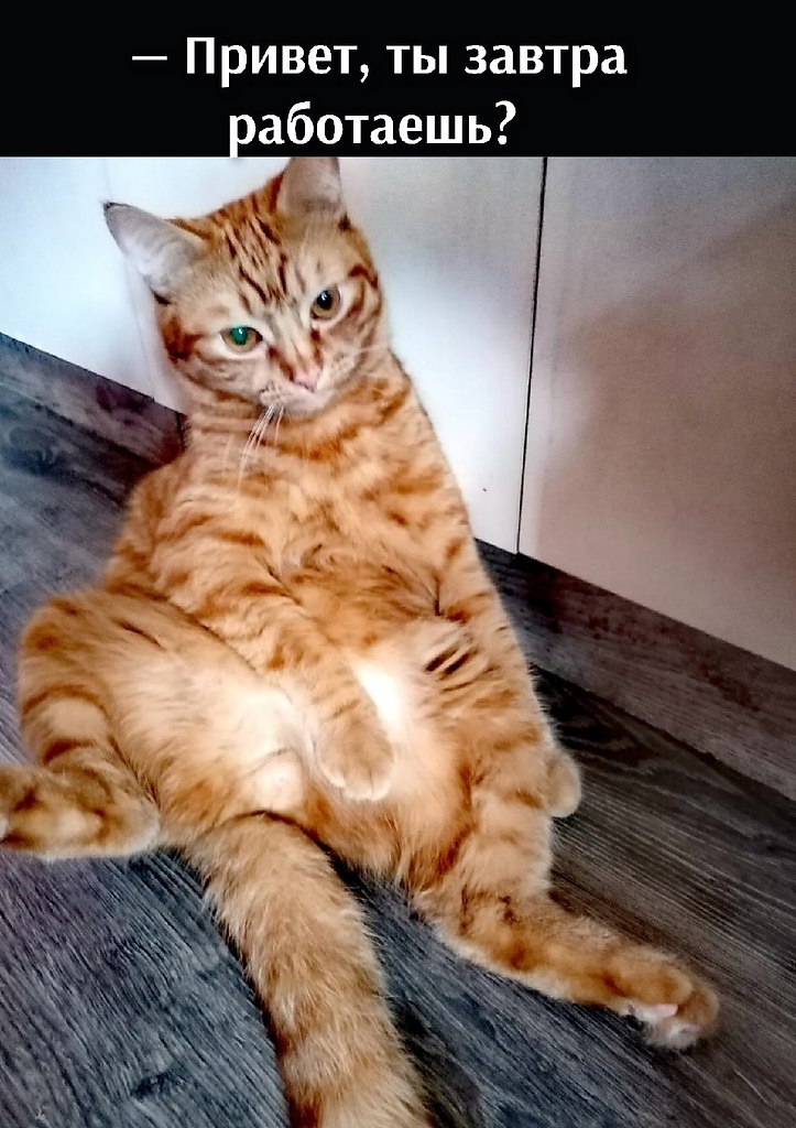 Без кота и жизнь не та - 28 октября 2025 в 12:40 - 4