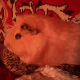 ����, ������� �����, 20 ���