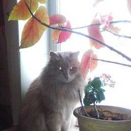 ���� ����, �������, 56 ��� - ��������� 19 ����� 2026