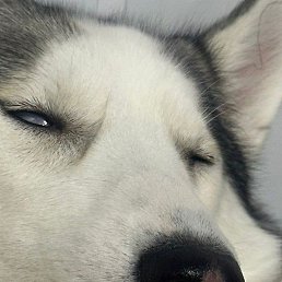 �������, ������, 57 ���