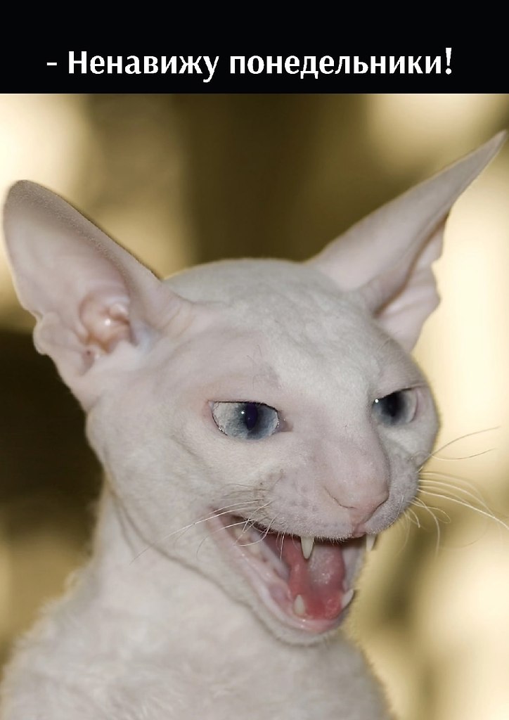  )