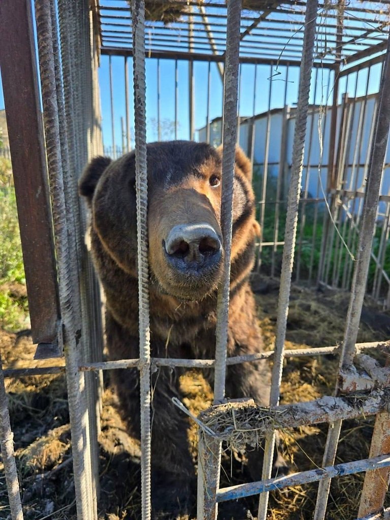 Двое бурых мишек из частного зоопарка в Дагестане будут жить в «Доме тигра» в Ленобласти. Звери ...