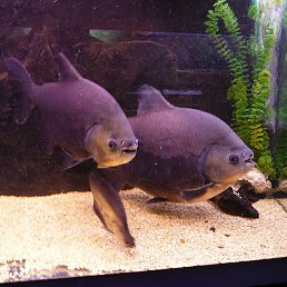 �����, ������, 44 ����