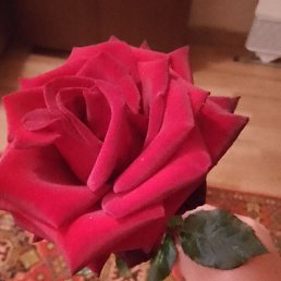 ��������, ������, 52 ����