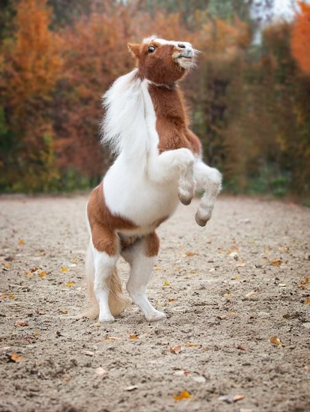        ,    : 1. I love riding my pony - ... - 2