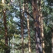 , 42 , 