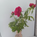 ���� ������, ��������, 36 ��� - ��������� 11 ������� 2026 � ������ ���� ����������