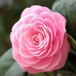 ���, ��������, 45 ���