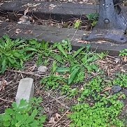 �������, 38 ���, �������