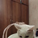 ���� ��������, �������, 44 ���� - ��������� 12 ������� 2025 � ������ ���� ����������