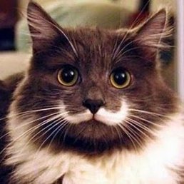 �����, ���������, 35 ���